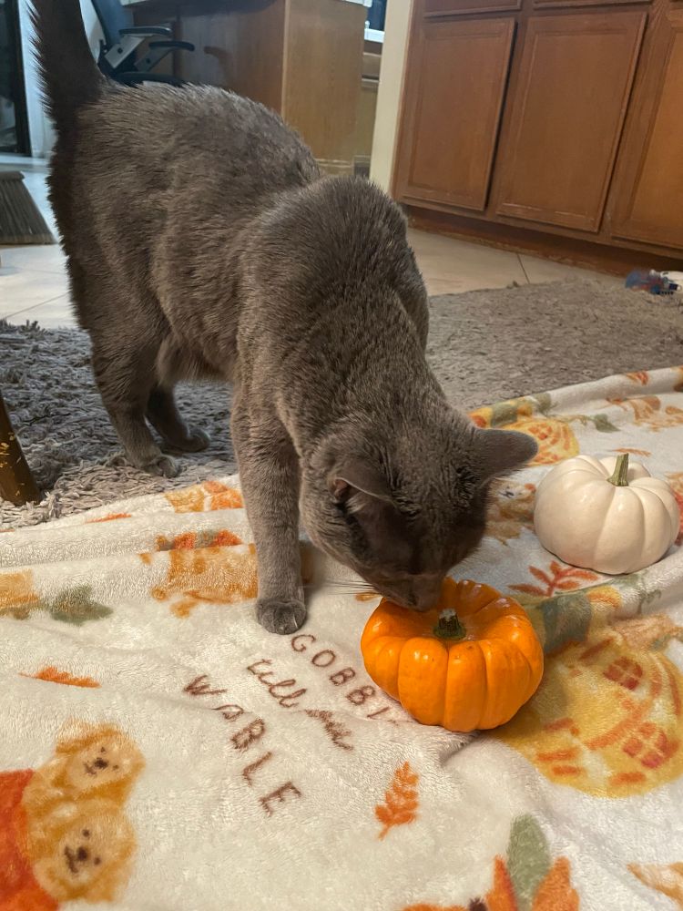 Artoo the silver cat is sniffing a mini orange pumpkin that looks a little squashed on the top