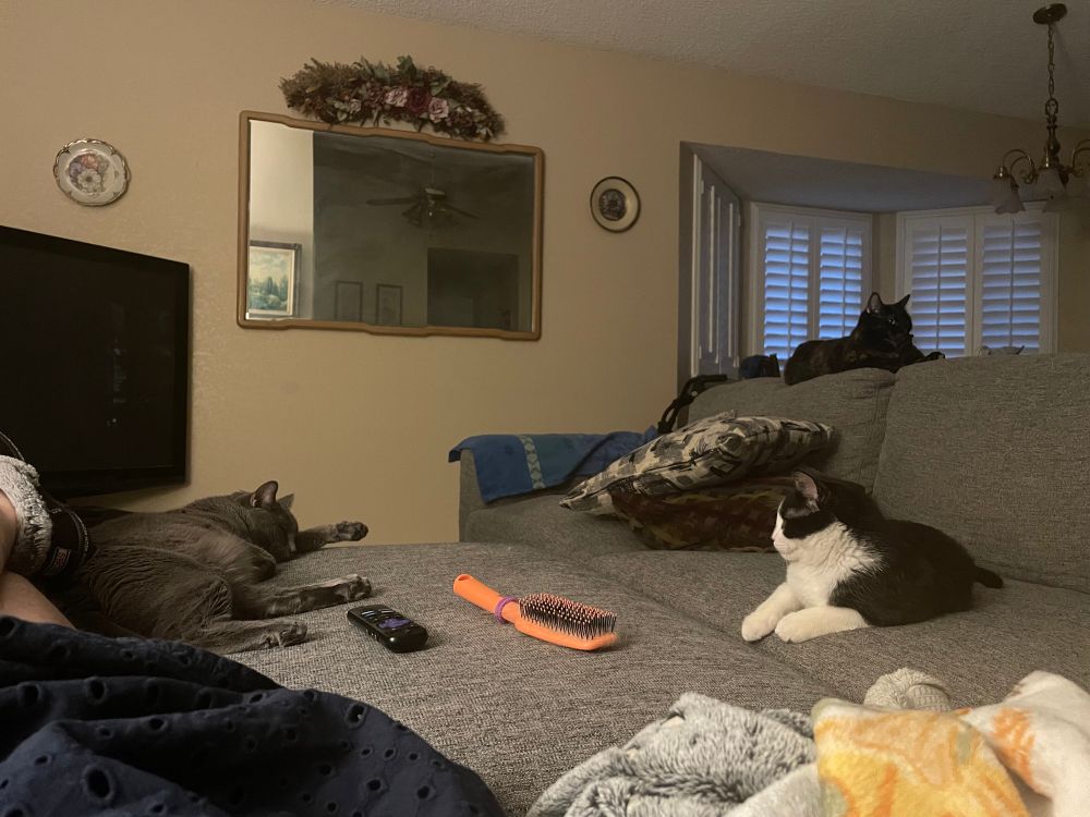 Artoo the silver cat is lying on an ottoman on the left, beside her human’s legs. Obi the tuxedo kitten is a couple feet away on the couch, while BB the tortoiseshell cat is lying on top of the couch