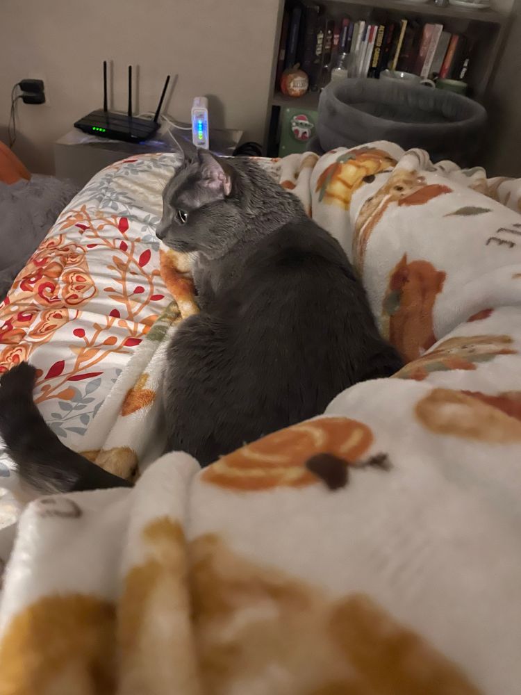Artoo the silver cat is curled up in bed behind her human’s blanketed legs