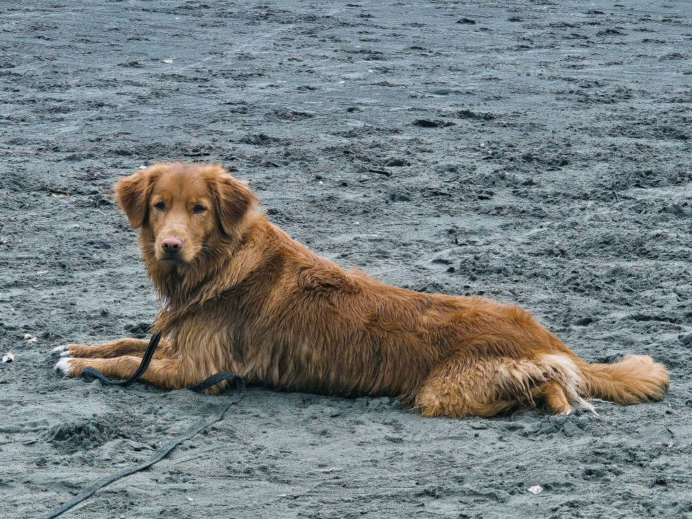 A wet toller laying in the sand