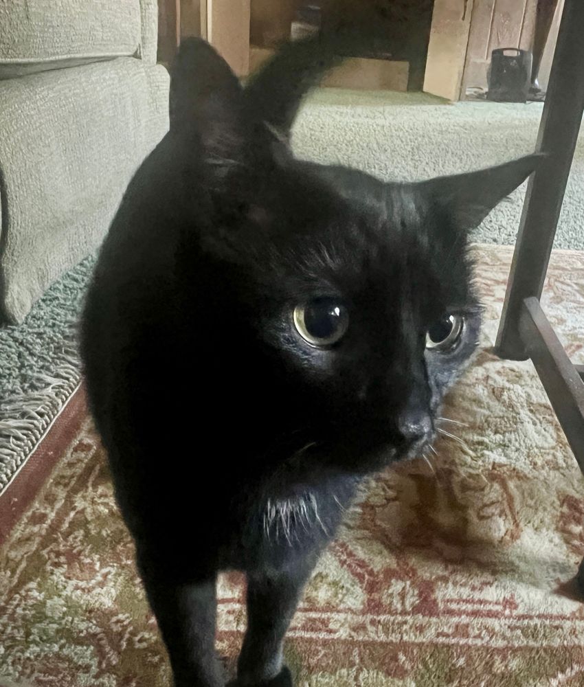A black cat with a tiny white neck ruffle 