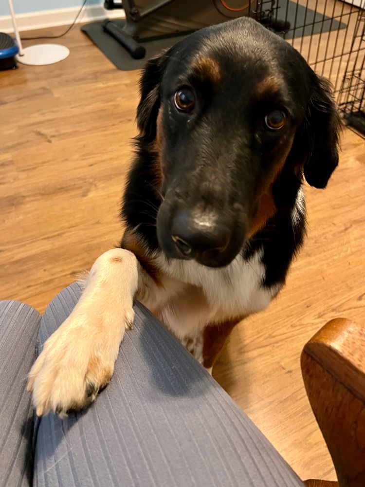 A big goofy, shepherd mix sits with her paw on my leg and her big brown eyes gazing soulfully at me.