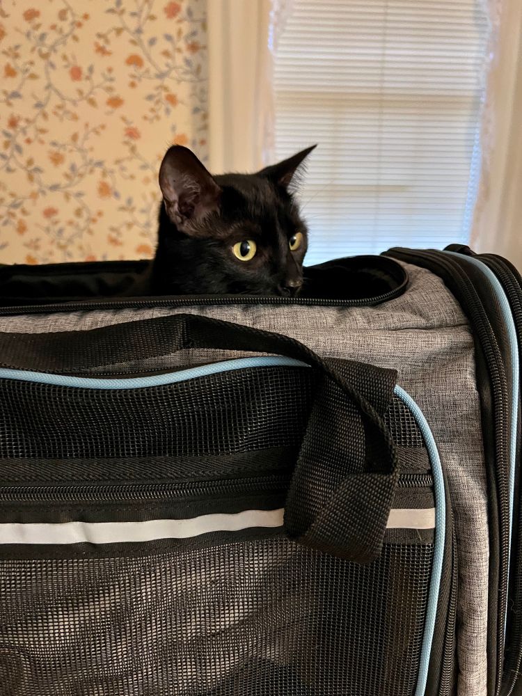 A black cat cautiously sticks his head out of a soft-sided cat carrier. 