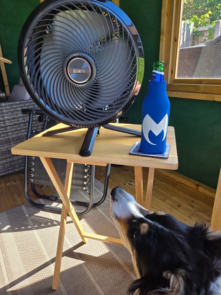 Shark fan with a bottle of beer in a cooler with a doggo snozzle getting in the picture.
