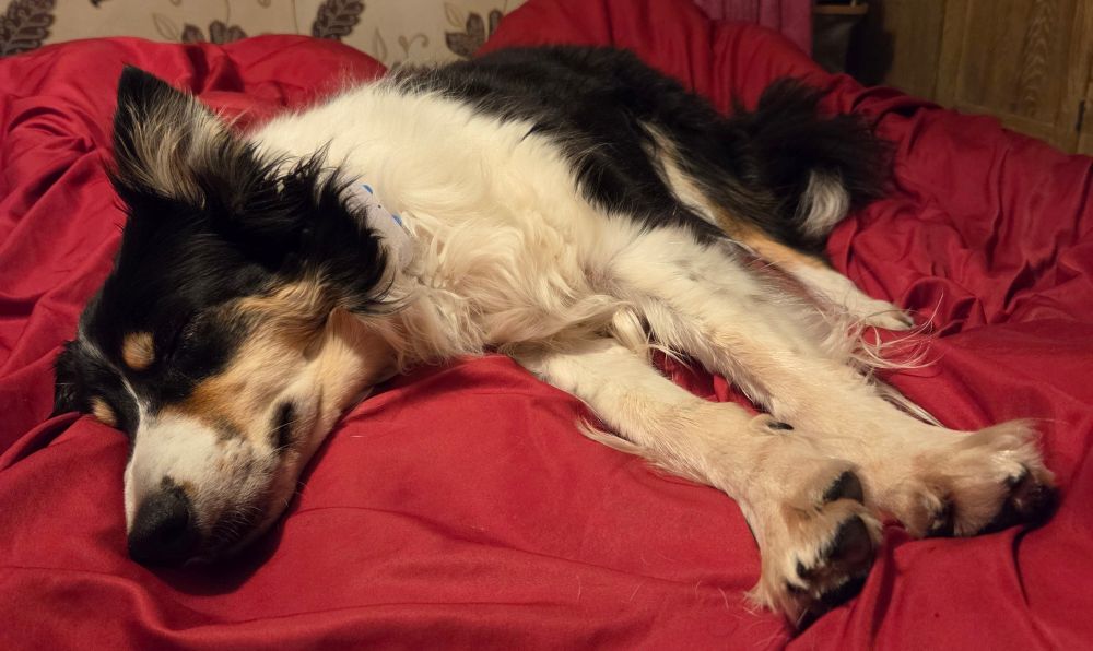 Border collie dog lazing on a bed