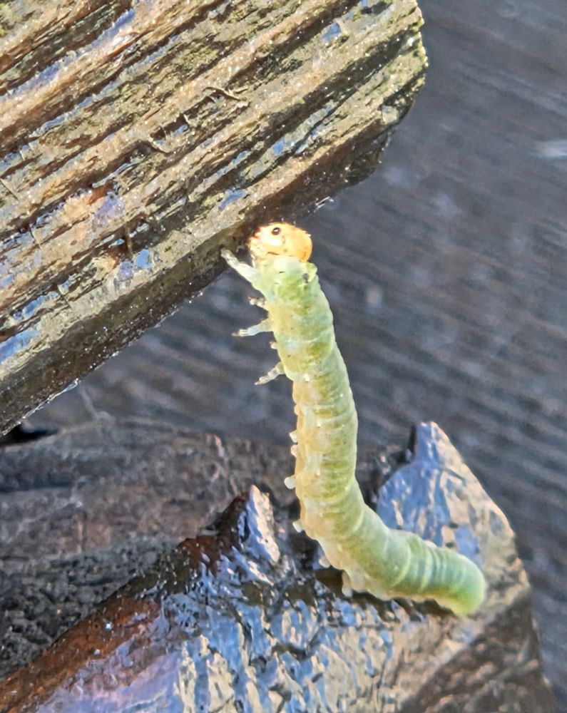 Caterpillar reaching for the next plank up on a wooden bench.