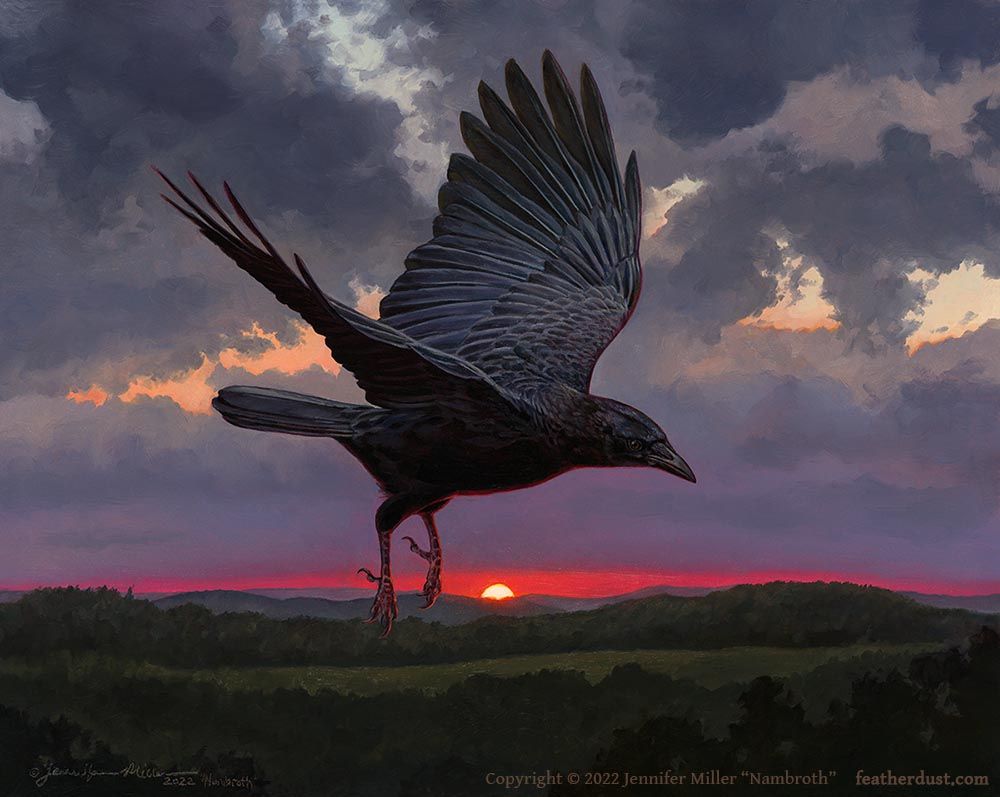 An oil painting of an American crow with wings open and feet hanging, as if swooping down from above to land nearby. The scene is at the last light of sunset, with the sun half hidden below the horizon and glowing red. The sky is mostly cloudy with a few colorful breaks where the sunset sky peeks through, and below are rolling wooded hills in dark muted green. The watermark reads: copyright 2022 Jennifer Miller "Nambroth" featherdust dot com