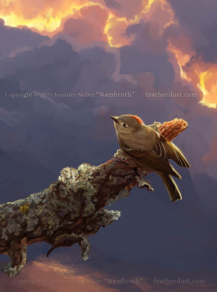 A detail crop of the digital paintings from the previous post. A close-up of a ruby-crowned kinglet clinging to the end of dead black cherry tree branch. The kinglet is tiny and overall warm grey, with subtle yellow markings on the wing feathers, a black beak and eye, and a wee little bright red crest popping up. It has one wing slightly open because kinglets are never still for more than a second or two, suggesting the bird is either still moving or will be any instant. The branch is covered in grey blue lichens and a little clump of moss, and hunks of bark are peeling and hanging from it. The background is a painterly scene of clouds in glowing sunset colors with visible texture and brushwork. The artist watermark reads Copyright Jennifer Miller "Nambroth" featherdust dot com