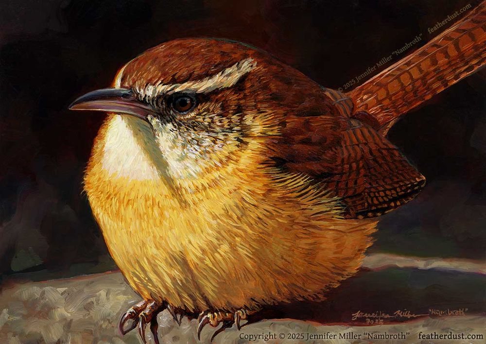 An oil painting of a Carolina Wren. The wren's feathers are fluffed up into a round shape, and it is sitting on a rock, with strong sunlight illuminating it. The artist watermark reads: copyright 2025 Jennifer Miller "Nambroth" featherdust dot com