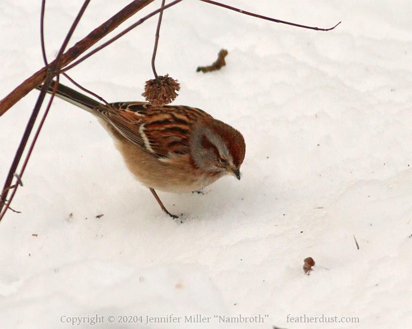 Photo of an American Tree Sparrow, spizelloides arborea, on the snowy ground. The sparrow is mottled browns, with grey on its face and a cute russet colored eye stripe and hat. It's clearly picking out very tiny seeds off the snow surface, as the snow is flecked with tiny bits of debris. In this photo most of the very tiny debris is seed! There are a few dried brown plant stems in frame above the sparrow.