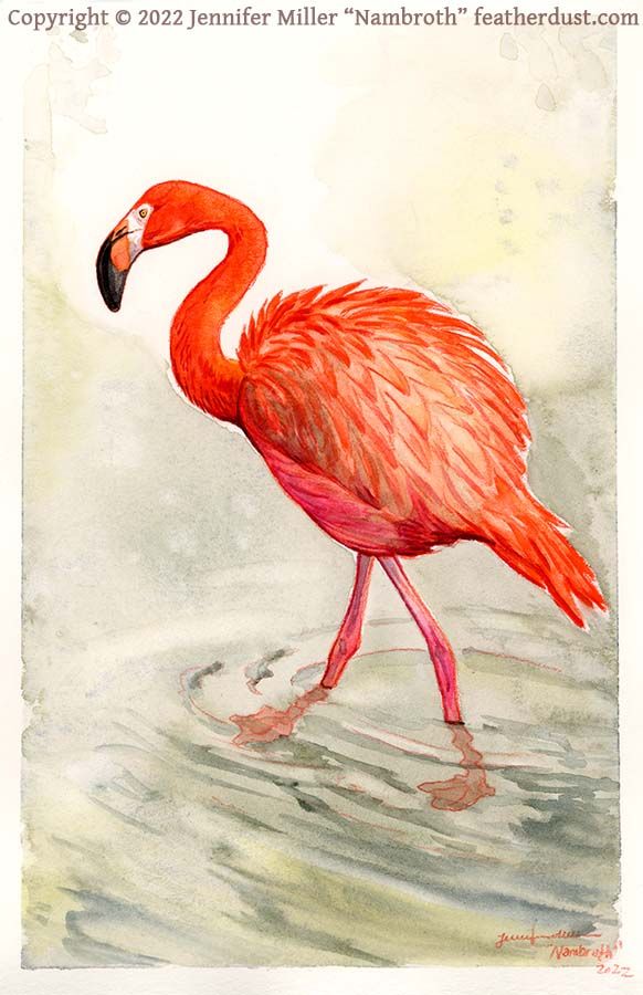 A watercolor painting of an American flamingo. It is striding through shallow greenish rippling water, to the left. The water comes about halfway up to the bird's ankles, and the posture is somewhat relaxed, with back feathers partially raised. It was sketched in with red colored pencil, and it shows through as the outlines. The background is a wash pale green that fades down into the water without a horizon. The artist watermark reads copyright 2022 Jennifer Miller Nambroth featherdust dot com