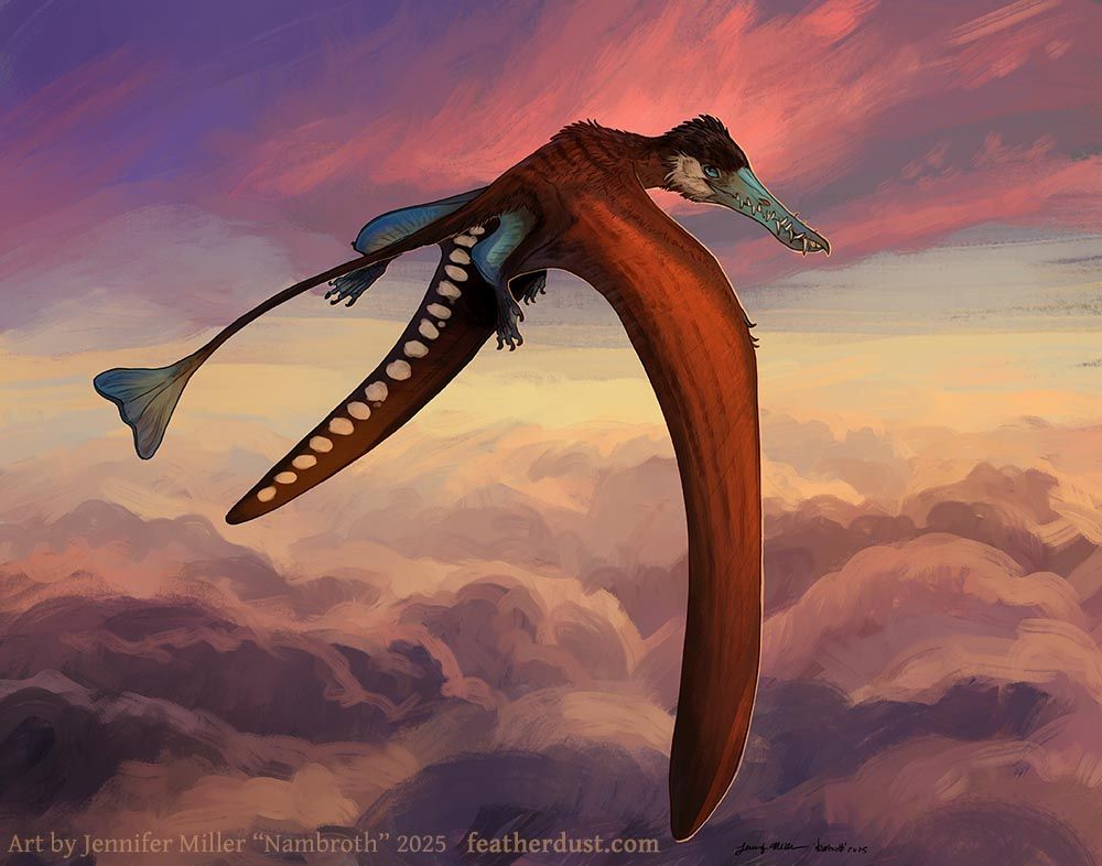 Digital painting of a rhamporhynchus, which is a smaller sized pterosaur, flying in a cloudy sky. The rhamp has the color scheme of a modern day ruddy duck, with ruddy red overall, blue beak, tail tip, and leg patagiums, white cheek patch, black cap, and white dotting under its wings. Rhamps had a long tail and a toothy beak. This one in particular is inspired by the video game Path of Titans. The artist watermark reads Art by Jennifer Miller "Nambroth" 2025 featherdust dot com