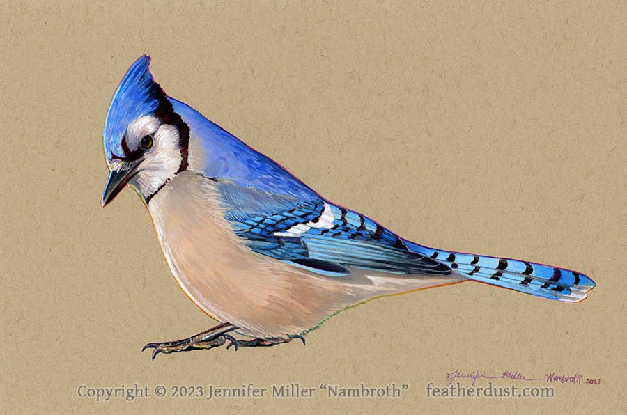A gouache painting of a Bluejay on tan tinted paper. The jay is facing left and is vibrant blue and white, with black stripes and facial markings. A subtle rainbow outlines the bird.
