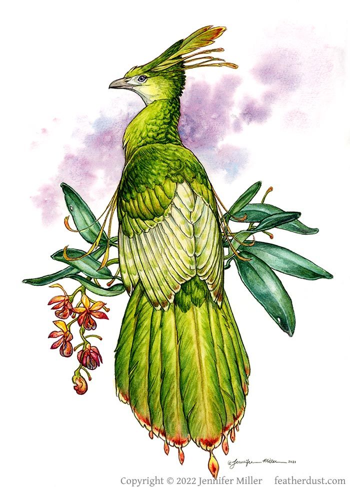 A watercolor painting of a fantasy bird, like a phoenix, with green plumage in various shades, ranging from pale cream to rich green. There are some reddish markings at the tips of the more decorative feathers. The bird has violet eyes and a grey beak. The bird's back is to the viewer, and it is perched in the leaves of a fantasy orchid, which was inspired by real orchids but ultimately is made up in appearance by the artist. The orchid has glossy and slightly succulent looking leaves, with hanging flowers in yellow and red. A subtle violet wash is blotchy on the background of the white paper. The artist watermark reads: Copyright 2022 Jennifer Miller featherdust dot com