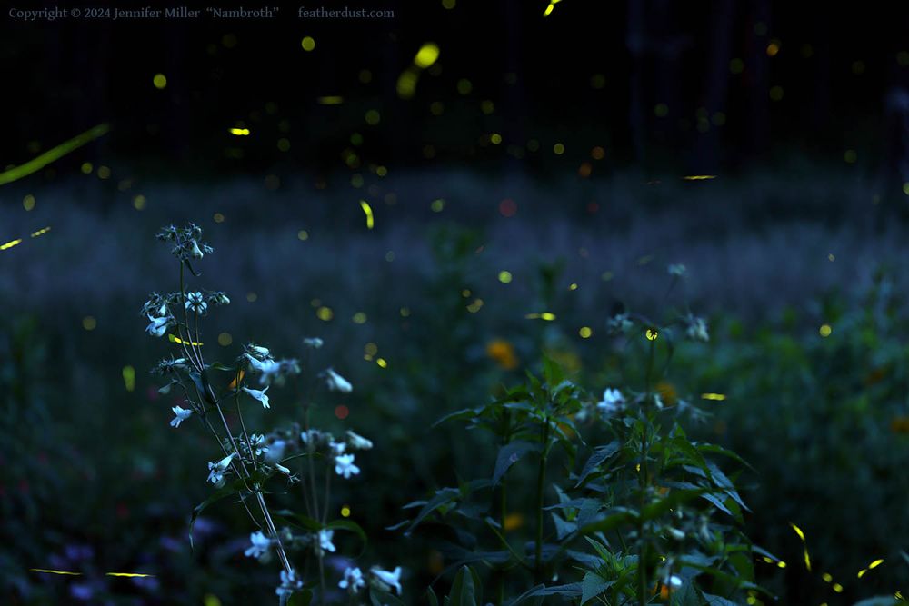 A stacked photograph image of fireflies in my backyard, among native flowering plants such as penstemon digitalis, seen with pale white flowers draped along tall stems. The photos were taken at dusk then during full darkness, and represent between 5-8 exposures, I can't quite remember. The fireflies are smears of glowing green and orangeish red, showing different species present, and are quite numerous.  
