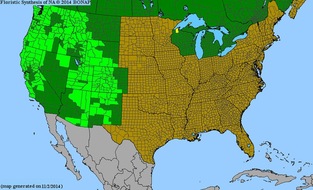 USA and Canada range map by county, by BONAP, for Lonicera involucrata (a honeysuckle). The green on the map indicates that it is native to states west of the rocky mountains, Canada, and a few of the upper midwest states.