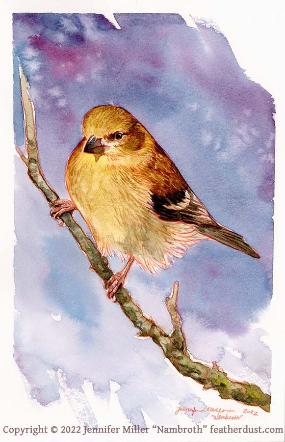 A watercolor painting of a female American goldfinch. She is perched on a rough textured twig, with a wide vertical stance, and looking toward the left. She was sketched in with red colored pencil, and it shows through as the outlines. The background is a wash of purple blue colors. The artist watermark reads copyright 2022 Jennifer Miller Nambroth featherdust dot com