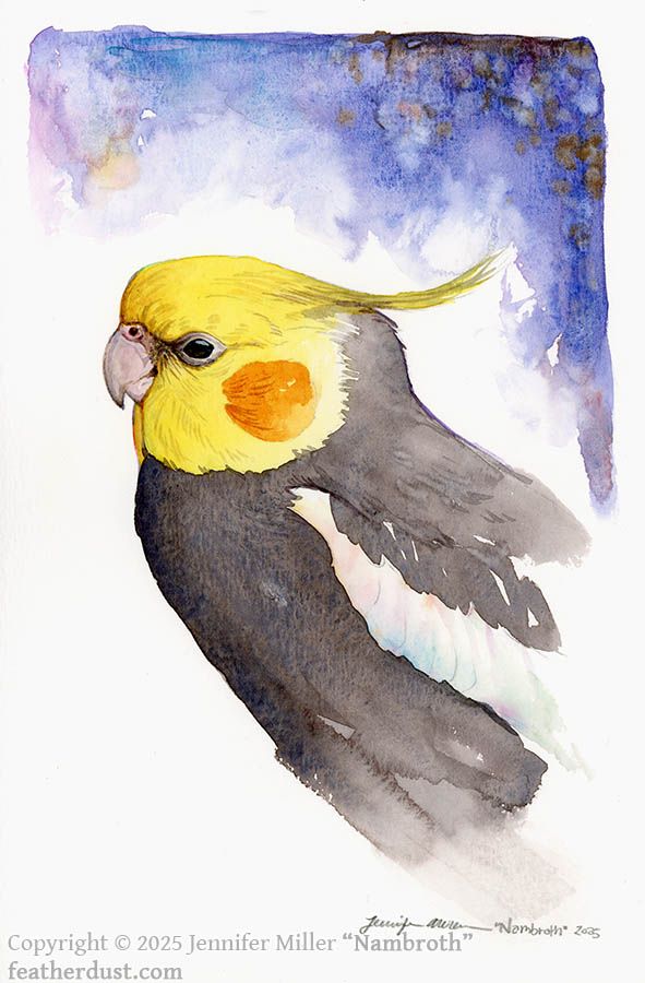 A watercolor study of a grey male cockatiel in profile, looking left. He's overall grey, with a white crescent on his wing, a yellow face, and an orange ear patch. His crest is long and he's in a slightly cranky posture, with his crest down and his eye slightly squinted (he was sleepy and wanted to be left alone). The background is a wash of blue and rust colors, and it is signed by the artist at the bottom: Jennifer Miller "Nambroth" 2025. The watermark also has the website featherdust dot com.