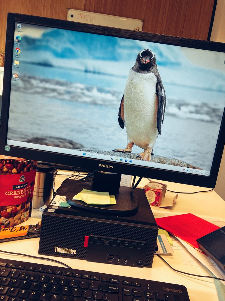 A photo of a desk computer screen with a photo of a penguin looking straight at the camera