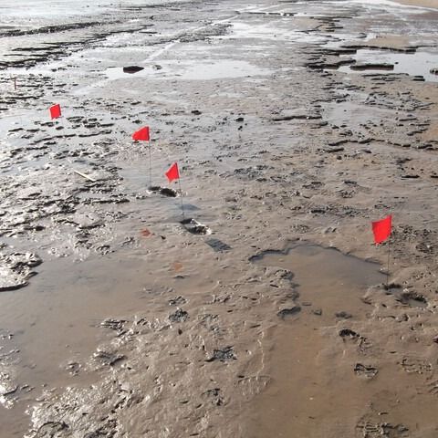 A row of preserved human footprints in a sandy, muddy beach, with red flags marking their locations