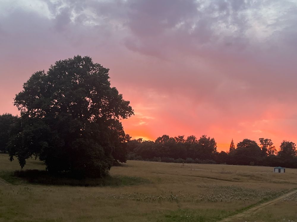 Sunset over Dokes Field to the north of Bodiam Castle. The sky is cloudy with hues of yellow, orange and pink over the trees on the horizon. There is a large tree in the left of the field and a small tent to the right. These roughly mark the alignment of the Roman routeway which runs through the field.