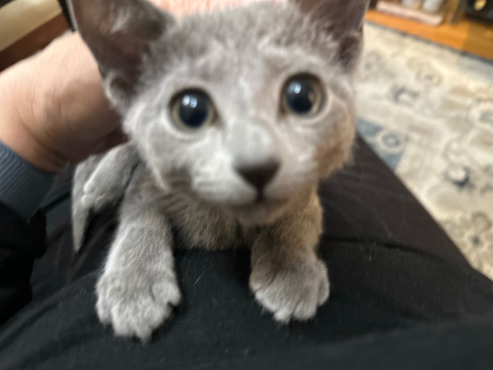 Russian Blue Kitten
