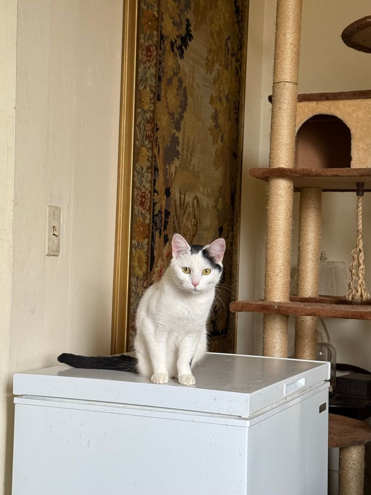 A small white and black cat sitting on a freezer. She was a feral kitten with a birth defect. She was rescued and one of her back legs was amputated. She was fearful and antisocial so she was brought to me. Her name is Noodle. 