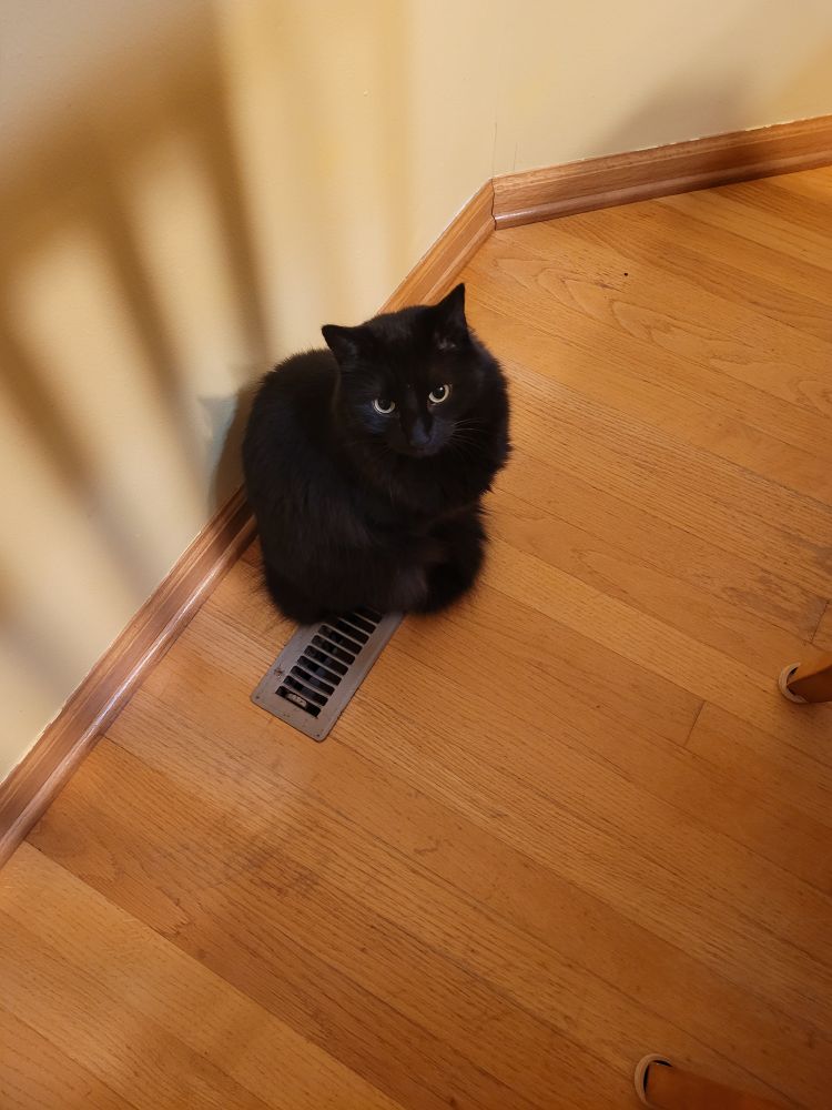 My cat Tank sitting on a vent now that I've turned the heat on