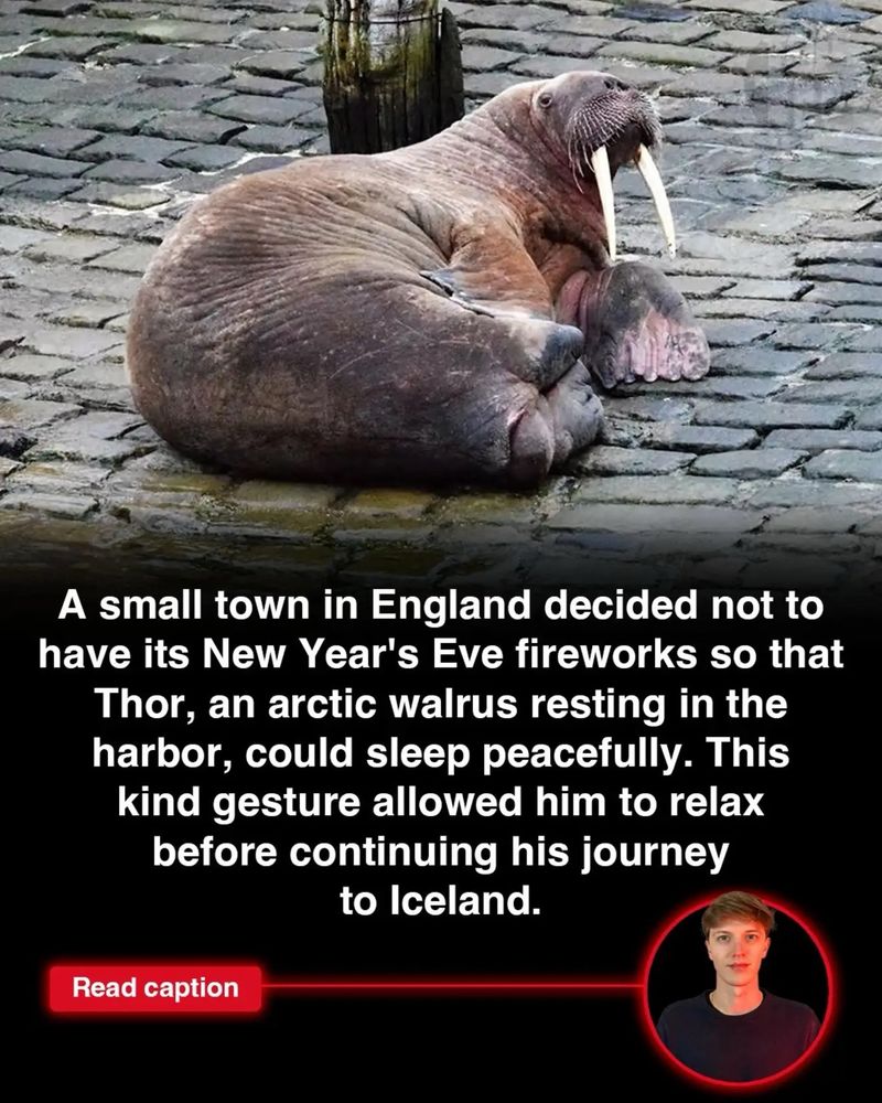 A small town in England decided not to have its New Year's Eve fireworks so that Thor, an arctic walrus resting in the harbor, could sleep peacefully. This kind gesture allowed him to relax before continuing his journey to Iceland.