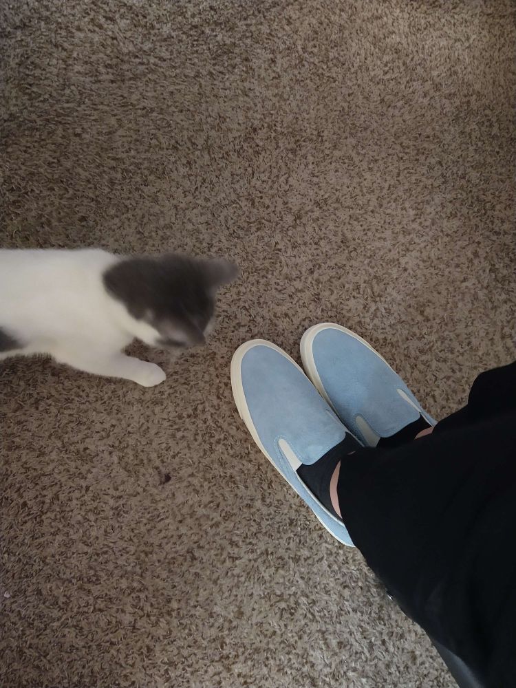 A white and grey kitty cat cautiously approaching a brand new pair of shoes being worn on feet.