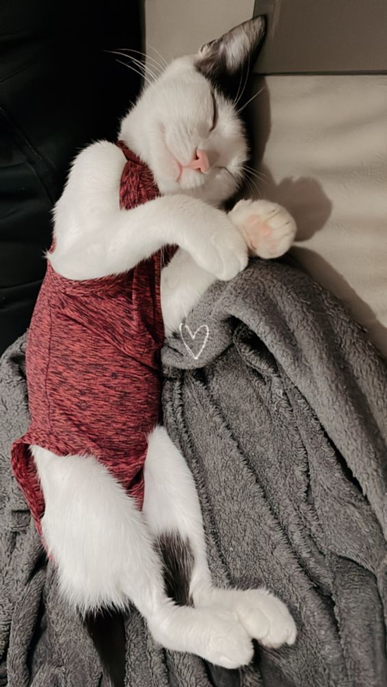 Foto de uma gatinha frajolinha (predominantemente branca com manchas pretas) deitada confortavelmente num sofá, em cima de uma manta cinza. A gatinha está vestida com uma roupa pós-cirurgica vermelha, e tem uma expressão de serenidade enquanto dorme.
