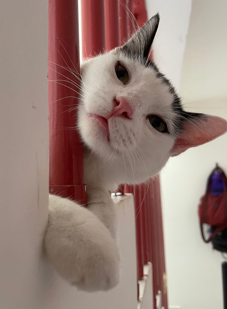 A mesma gata aparece mais de perto, ainda entre as grades vermelhas da escada. Ela está com o rostinho apoiado entre duas grades, olhando diretamente para quem vê a imagem, com o focinho bem próximo da câmera. Uma das patas está estendida para fora, tocando a lateral branca da escada. Ao fundo, desfocado, há mochilas penduradas na parede.