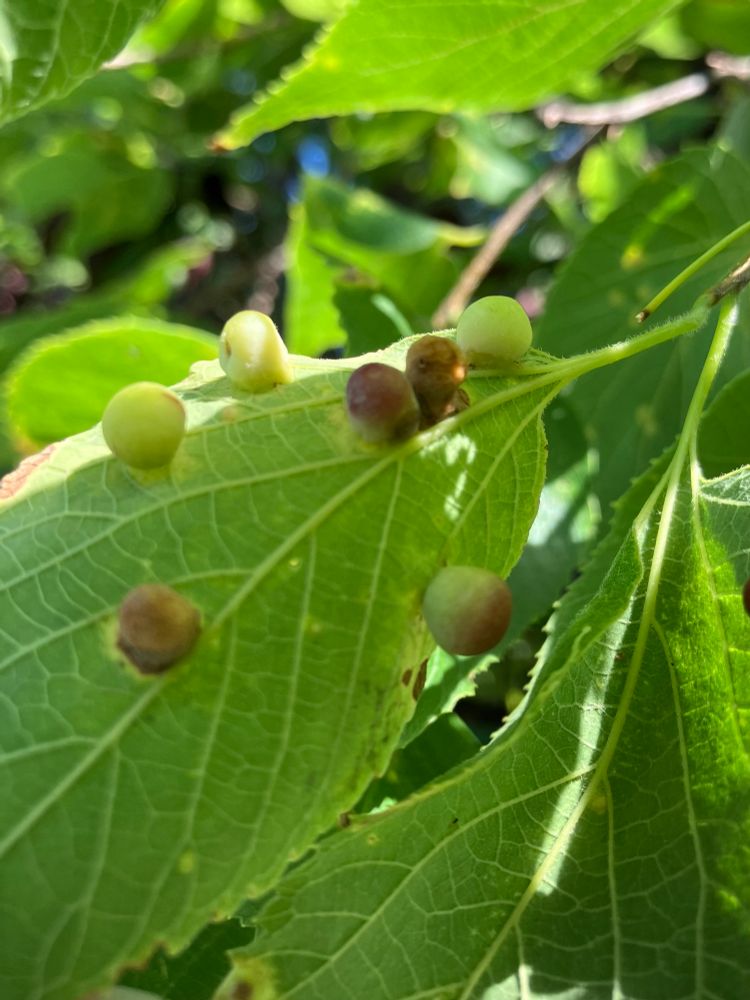 Hackberry leaf gall (the more descriptive name for this gall is NSFW so I can leave it up to your imagination).