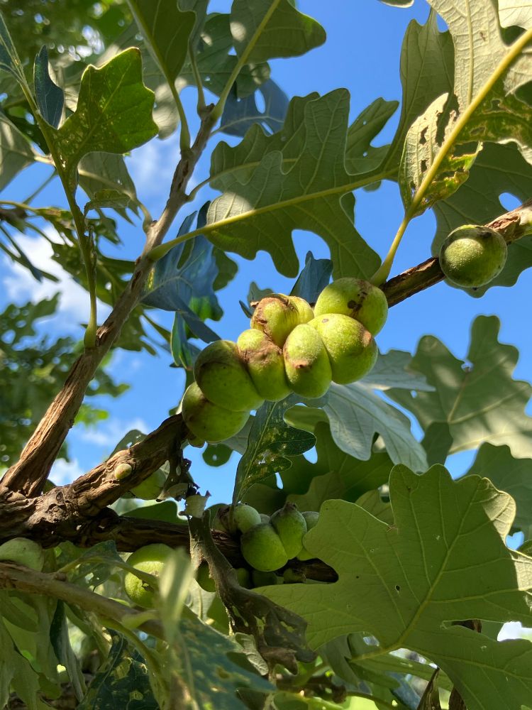 Stem galls on an oak