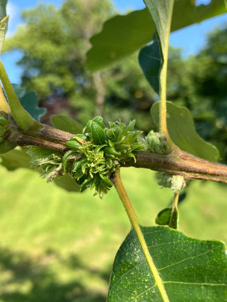 Leafy rosette galls on an oak