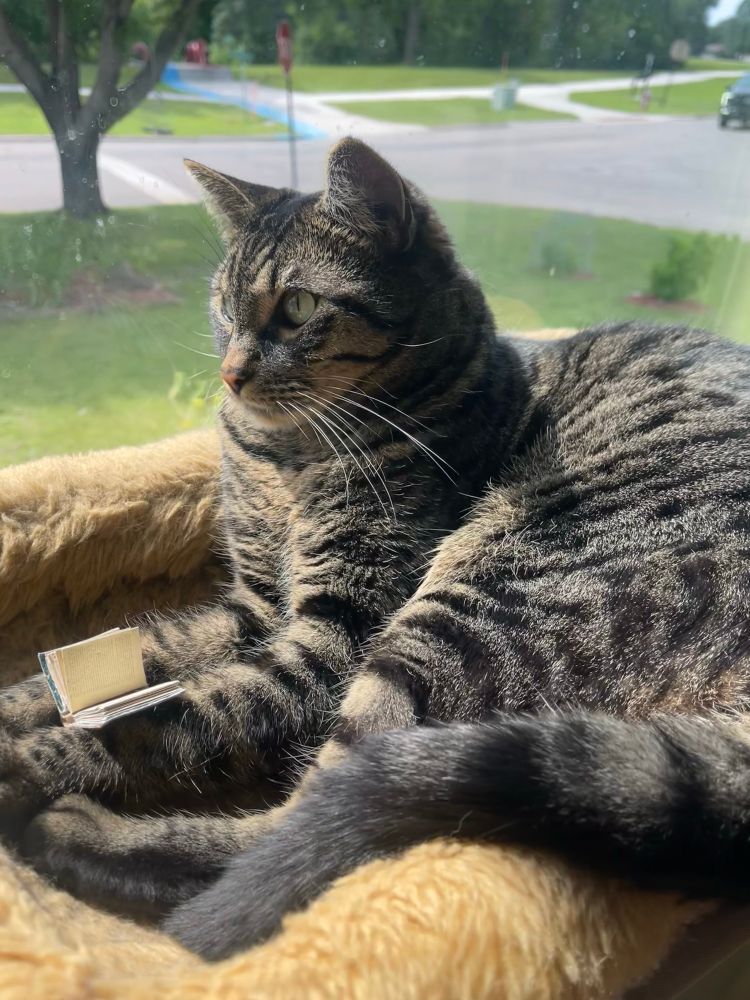 A very handsome tabby cat with a tiny book balanced between his front paws. 