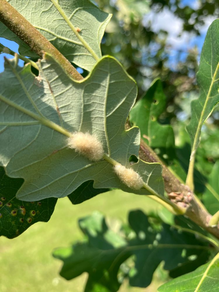 Fuzzy galls on an oak
