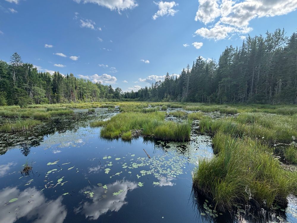 A bright blue sky with fluffy clouds reflects on a still pump full of tufts of green. 
