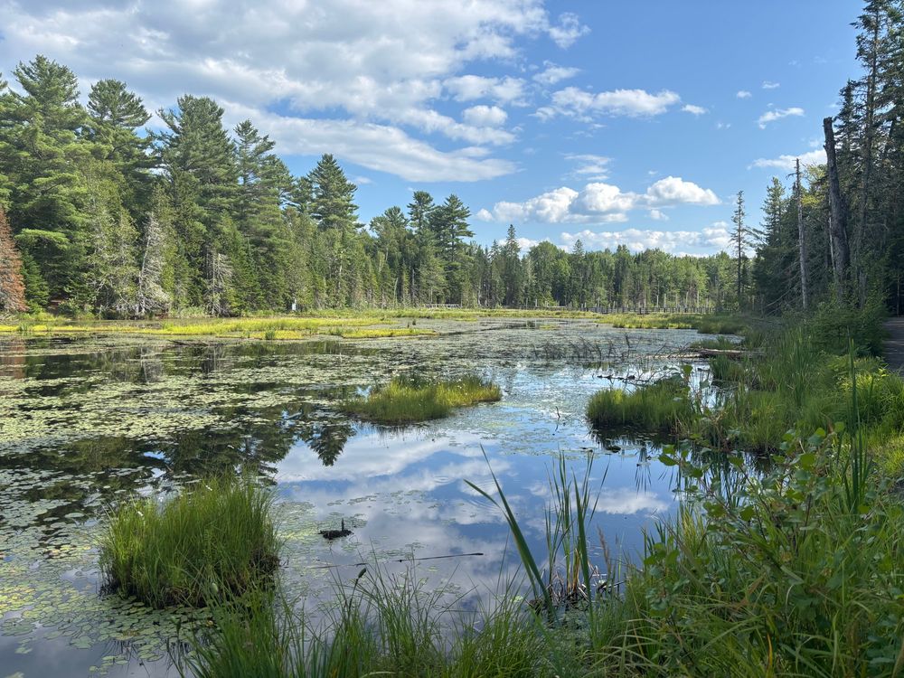 A bright blue sky with fluffy clouds reflects on a still pump full of tufts of green. 