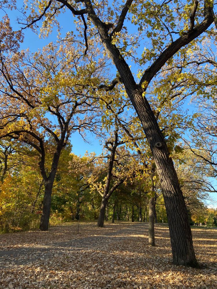 Burr Oak leaves flutter to the ground from countless Burr oak trees. Leaves are golden yellow, greenish yellow, light tan and light brown. The ground is covered with oak leaves. The sky is a bright blue and the October sun slants through the trees.
