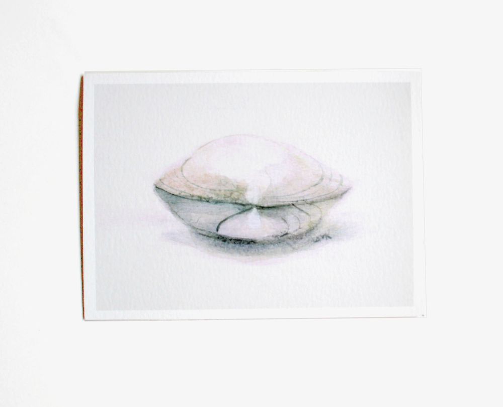 Horizontally formatted print of a common clam shell as seen from behind and at eye level. Neutral pallet 