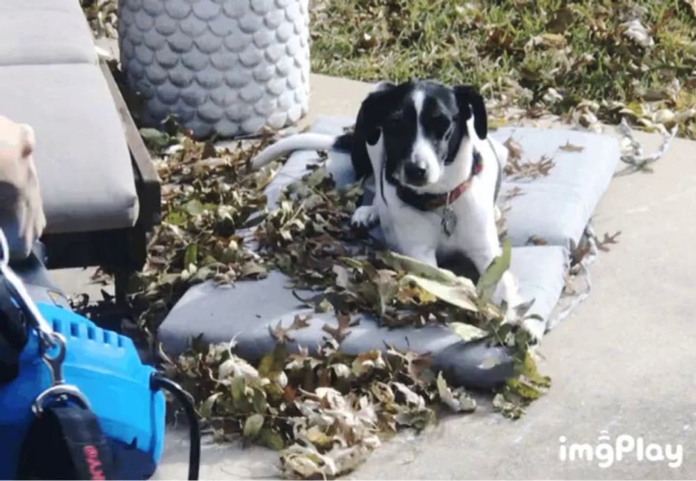 a black and white dog is laying on a pillow covered in leaves with imgplay written on the bottom right