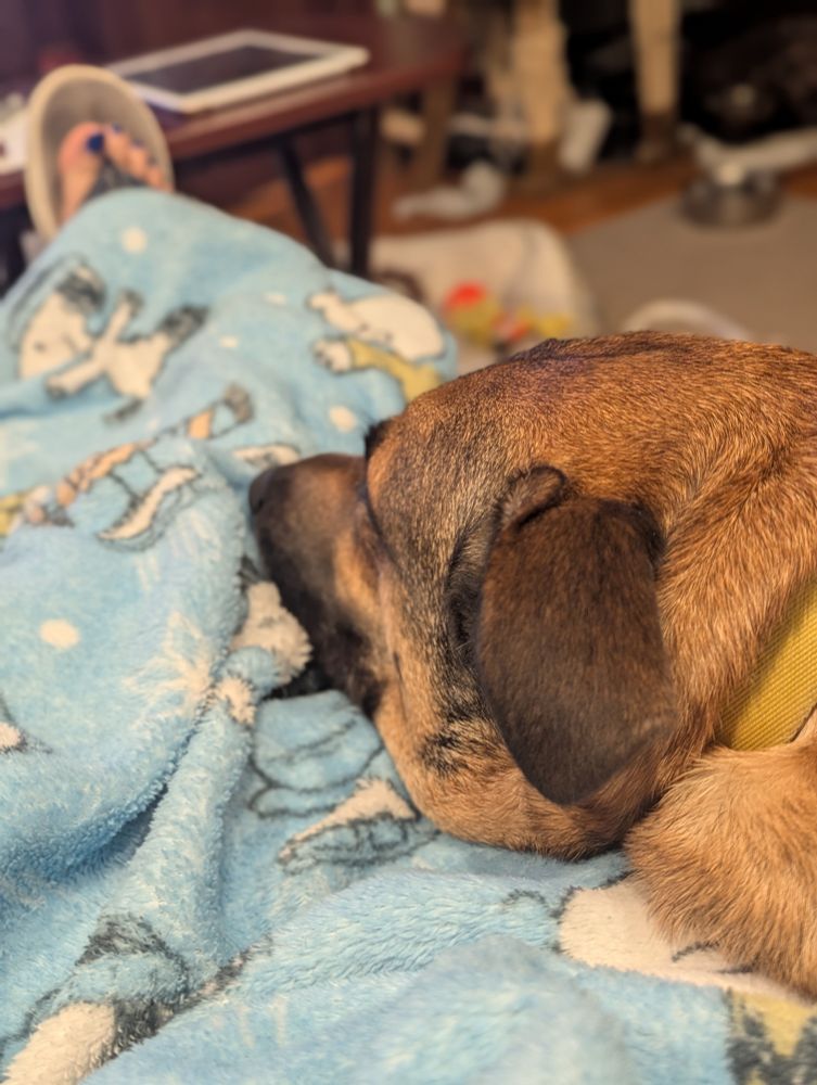 A very sweet German Shepherd mix pupper rests on a blue Snoopy blanket.