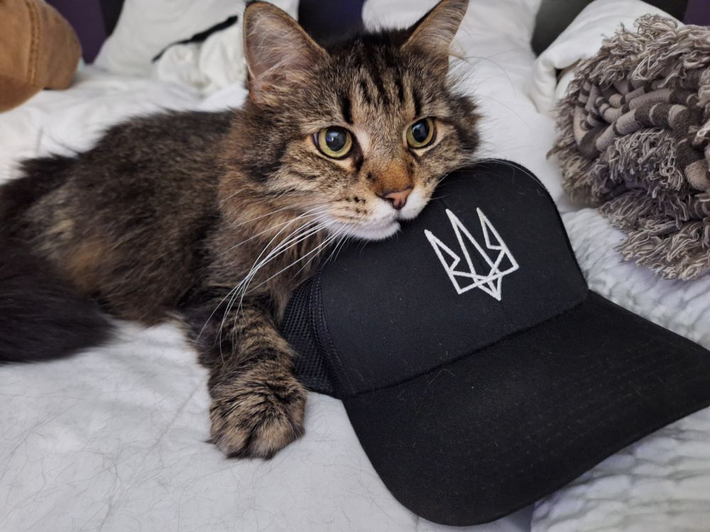 My cat, Moxie, rests his head on a cap with the Ukrainian Trizub.