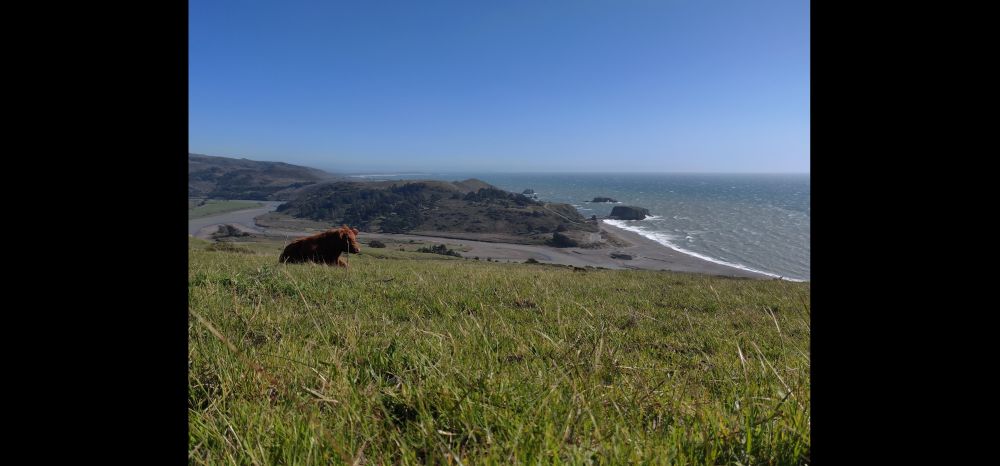 A rolling green hill descends towards a sandy beach with a creek leading into the ocean. A brown cow is lying in the field enjoying the view. The sky above is perfectly blue. 