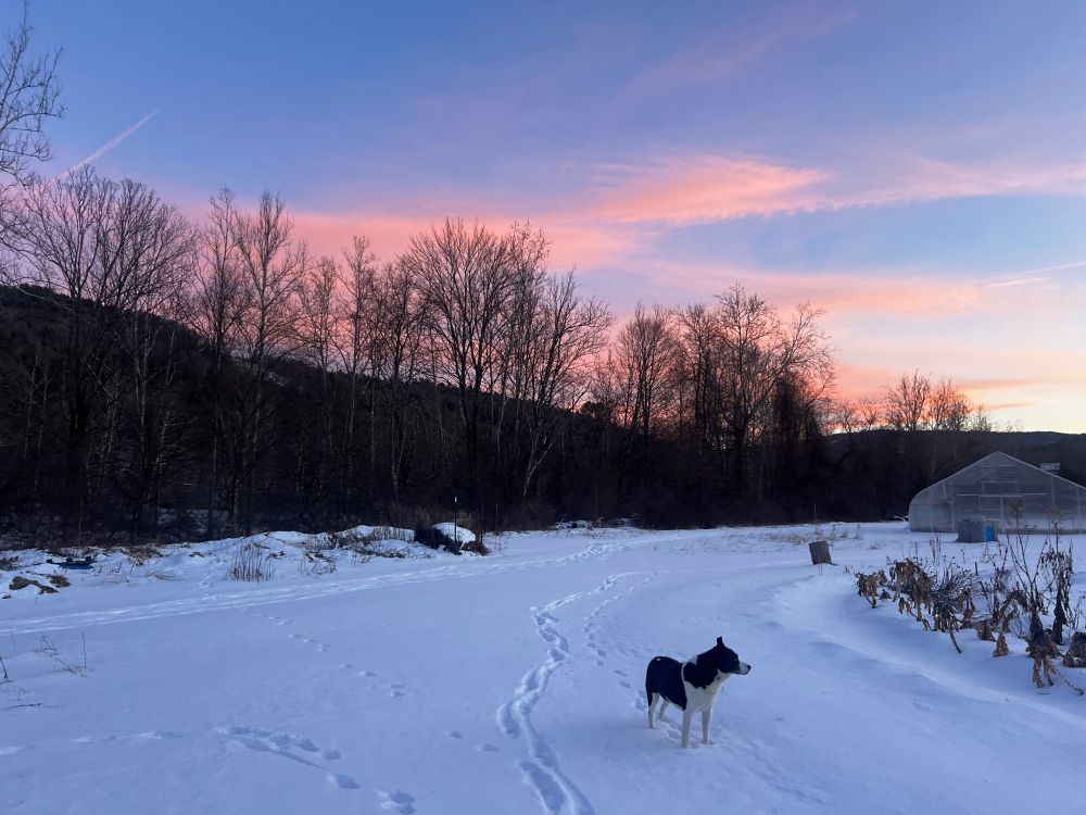 Ziggy the black and white farm dog stands in the snow by the circle garden at sunset 
there is a ghostly high tunnel in the background and the sky is pink and purple 