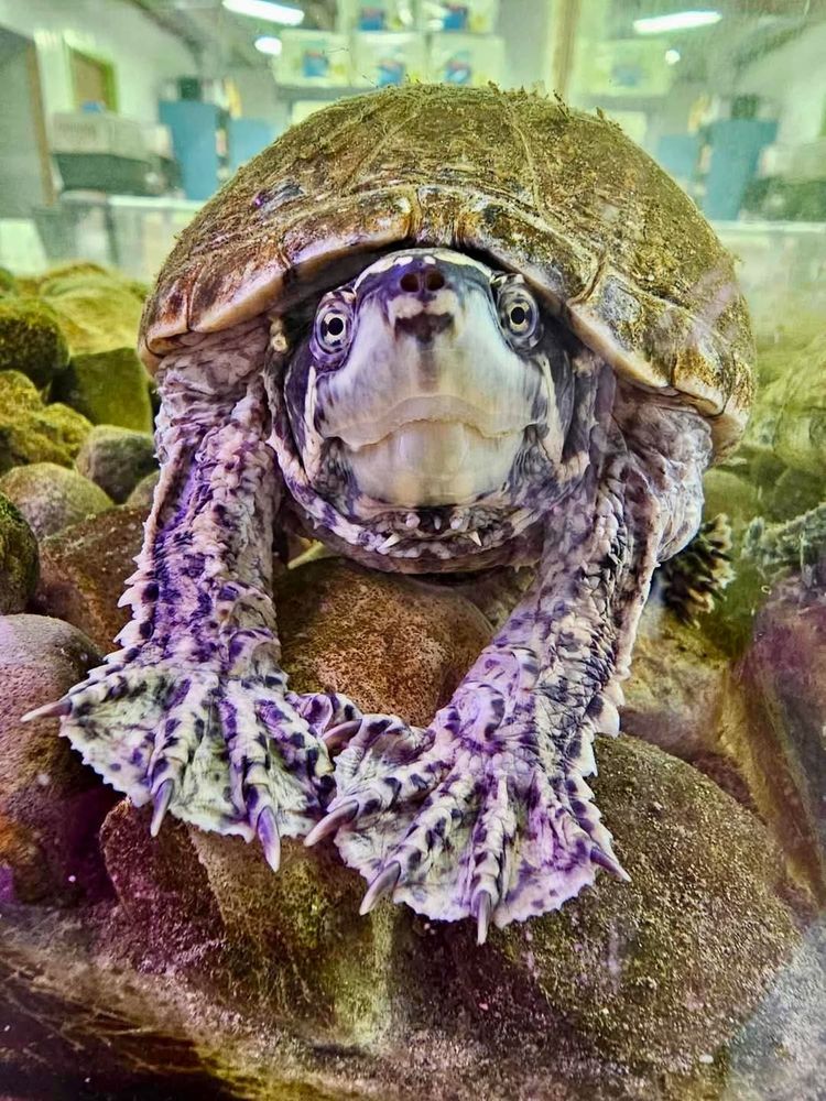 A musk turtle staring at the camera with a big nose and cute feet stretched out!