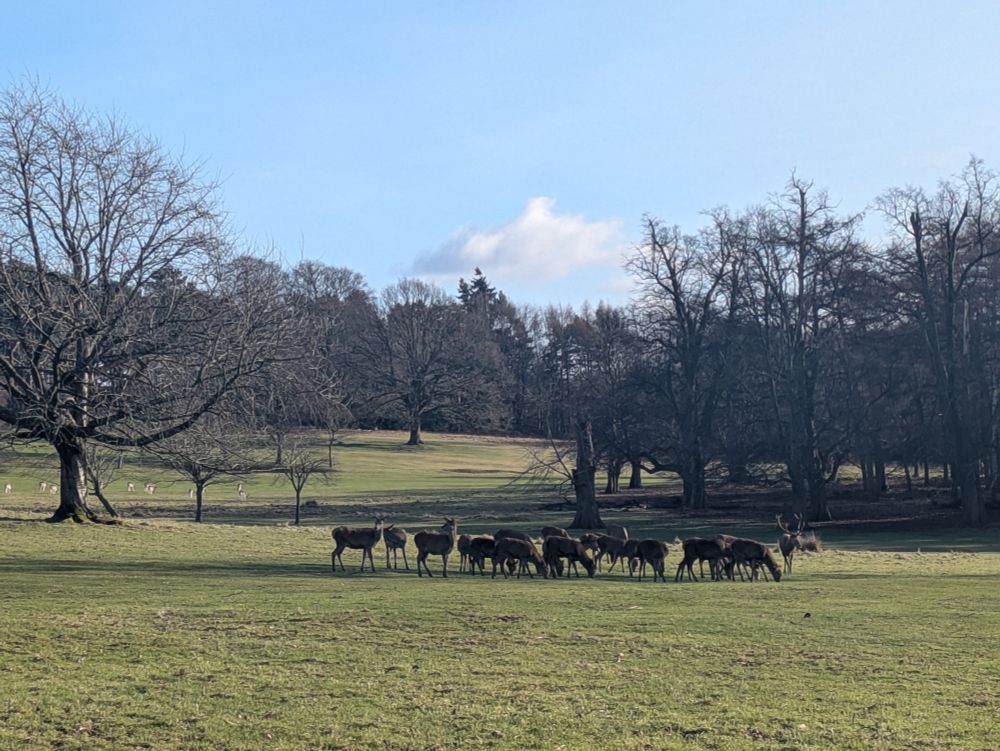 A group of deer gathered together in a park on a sunny day. 
