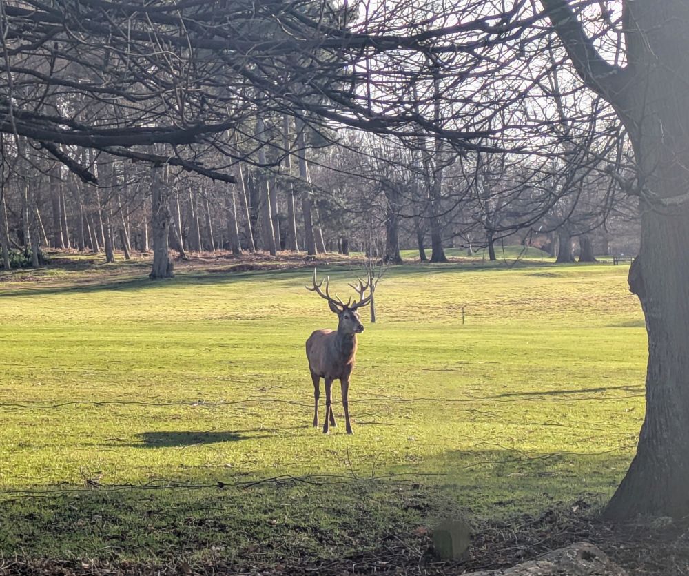 A stag standing still in a park.