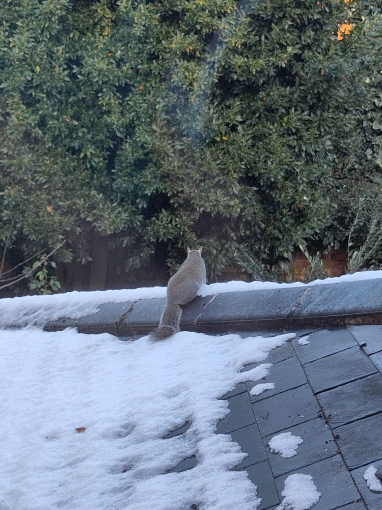 Photo of a grey squirrel facing away from the camera and looking out towards a tree. The squirrel is sat on the first floor roof of a house that is mostly covered in snow.  